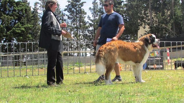 de Can Font - TRINCO-TRINCO DE CAN FONT- XLIII DOGSHOW IGUALADA