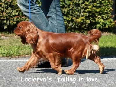 Lacierva's - Lola championne Lux 2013