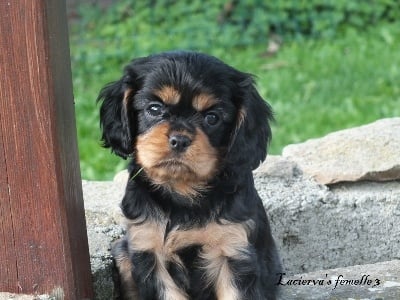 Lacierva's - chiots disponibles!