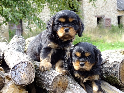 Lacierva's - Première sortie pour les chiots!!