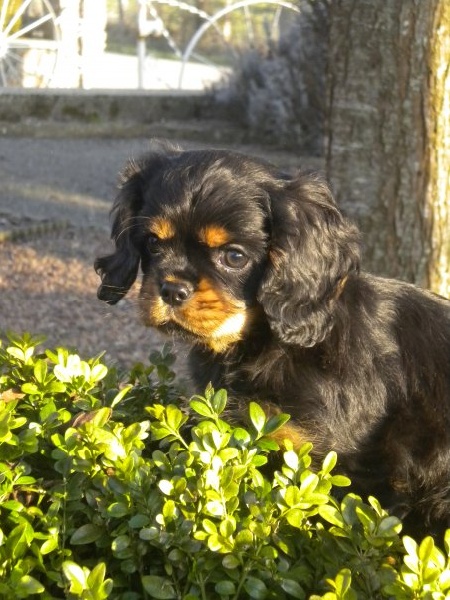 Lacierva's - Cavalier King Charles Spaniel - Portée née le 08/12/2009