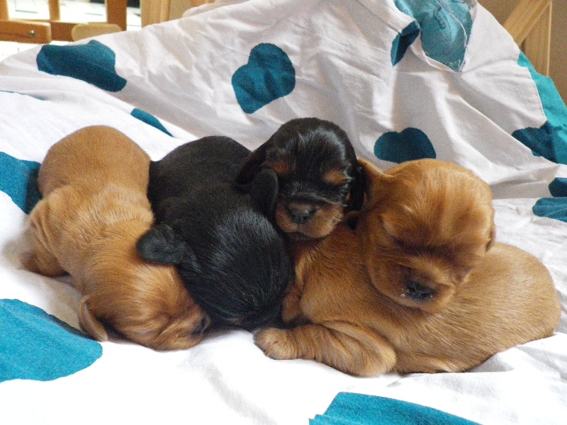 Lacierva's - Cavalier King Charles Spaniel - Portée née le 28/07/2010