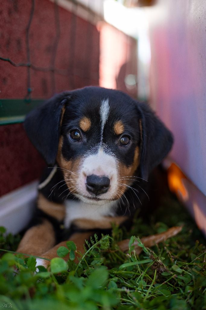 du Domaine de la Tourbiere - Chiots disponibles - Bouvier de l'Appenzell (appenzellois)