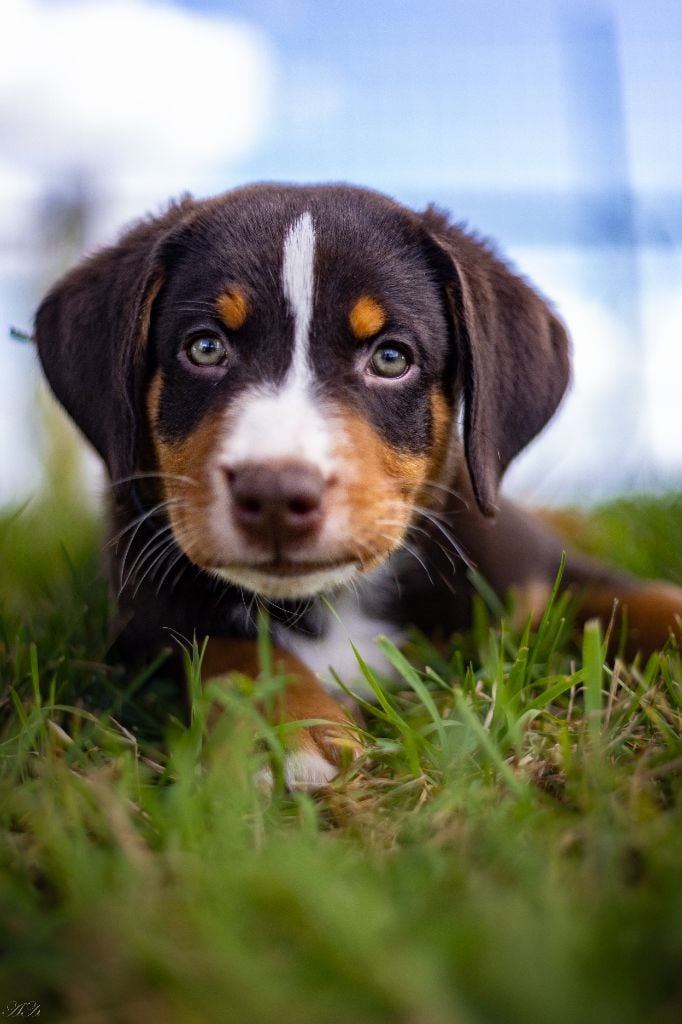 du Domaine de la Tourbiere - Chiots disponibles - Bouvier de l'Appenzell (appenzellois)