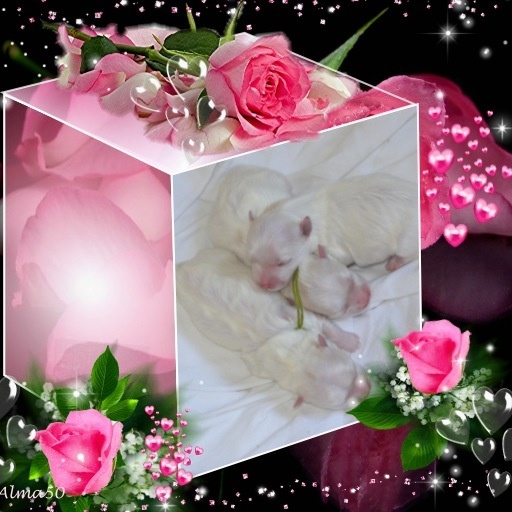 Chiot Bichon maltais of the Heaven of Lise