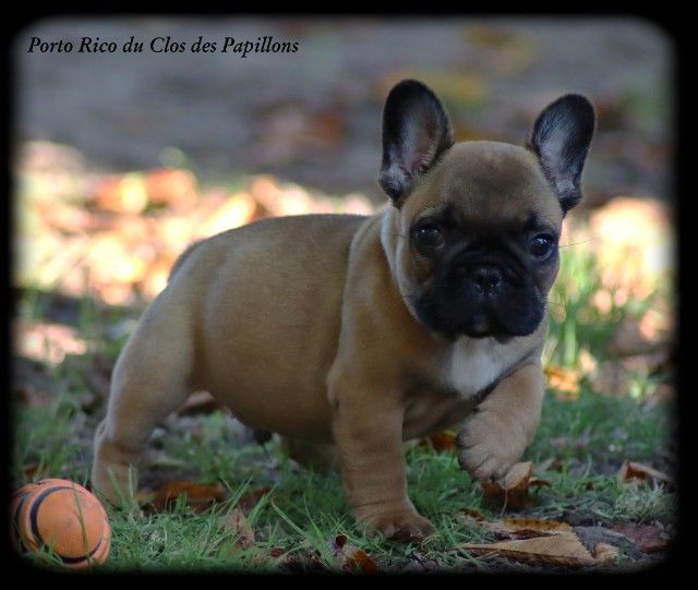 du Clos des Papillons - Bouledogue français - Portée née le 28/06/2019