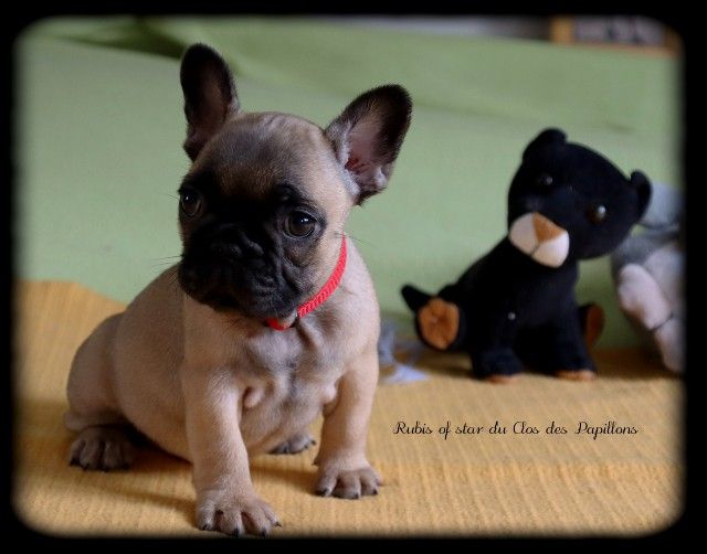 du Clos des Papillons - Bouledogue français - Portée née le 14/06/2020