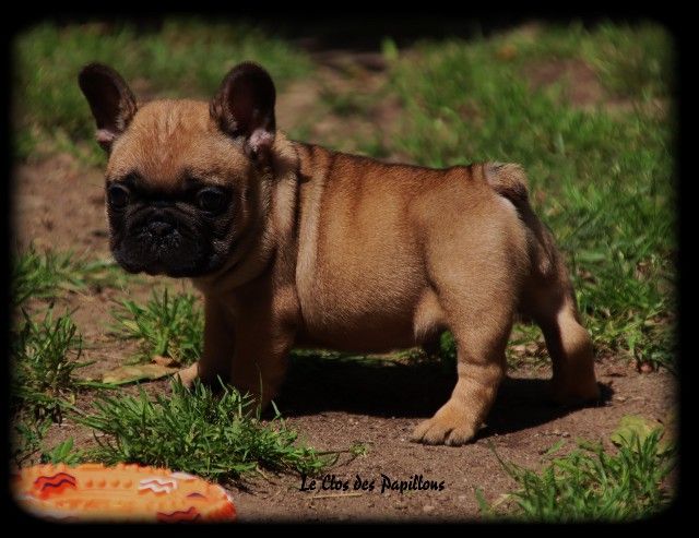 du Clos des Papillons - Bouledogue français - Portée née le 18/05/2020