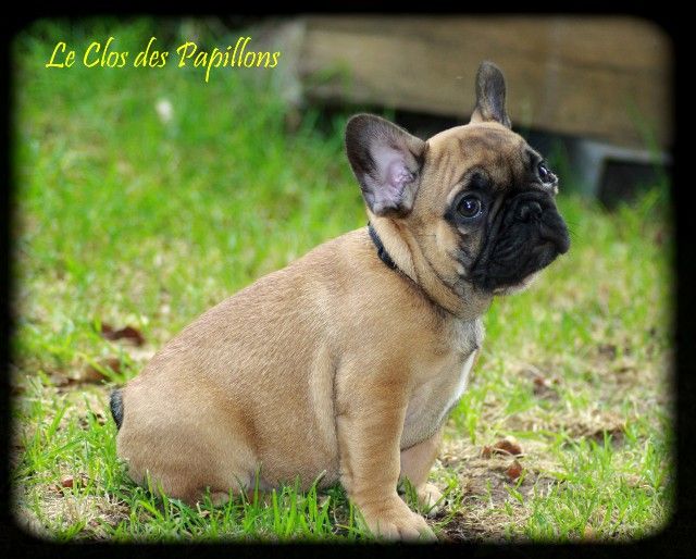 du Clos des Papillons - Bouledogue français - Portée née le 13/04/2023