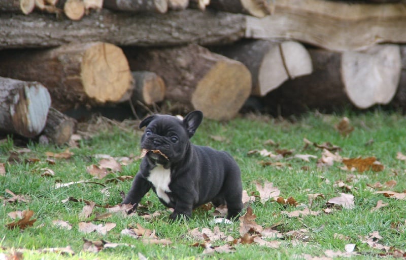 du Clos des Papillons - Bouledogue français - Portée née le 03/11/2015