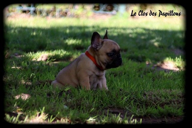 du Clos des Papillons - Bouledogue français - Portée née le 17/05/2020