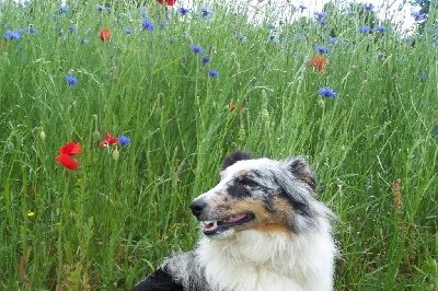 de L'ouche Argentée - Etincelle : Marche canine du 15 mai 2011