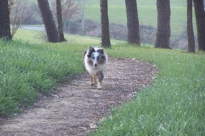 de L'ouche Argentée - Randonnée canine