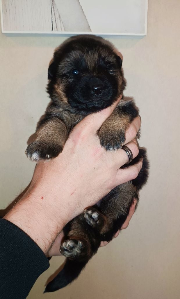 De La Vallée Des Sentinelles - Chiots disponibles - Berger Allemand