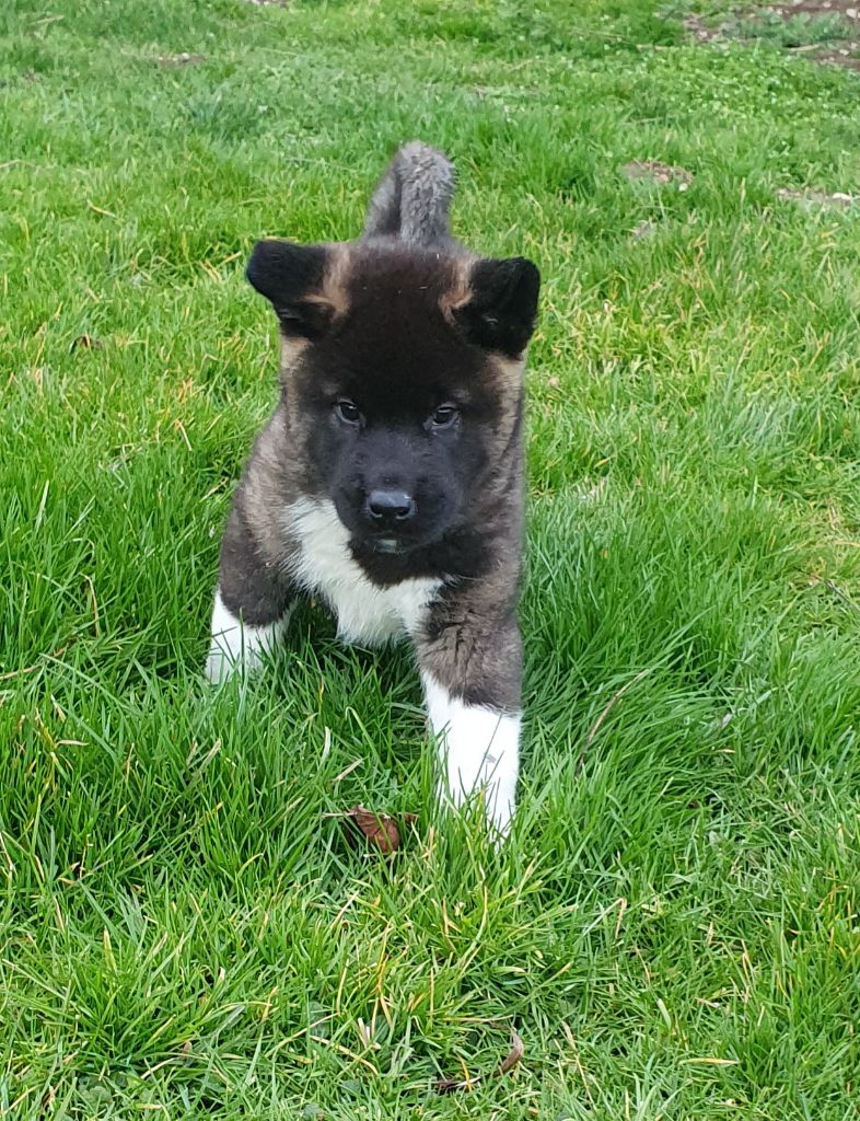 Des marais de courmont - Chiots disponibles - Akita americain