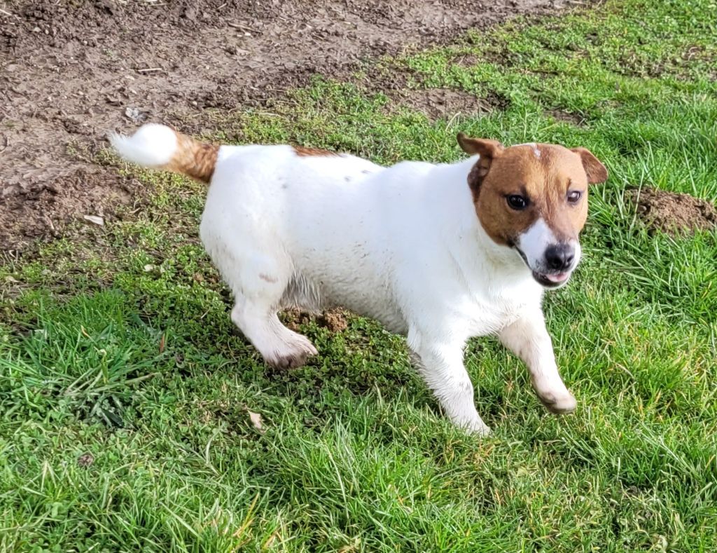 Des marais de courmont - Chiots disponibles - Jack Russell Terrier