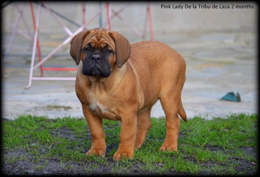 de la tribu de Laza - Chiots disponibles - Dogue de Bordeaux