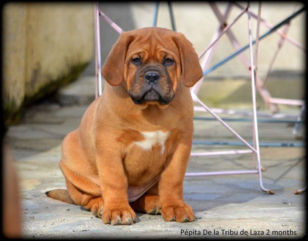 de la tribu de Laza - Chiots disponibles - Dogue de Bordeaux