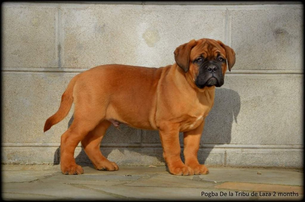 de la tribu de Laza - Chiots disponibles - Dogue de Bordeaux