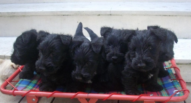 Du beffroi mac dermotte - Scottish Terrier - Portée née le 27/05/2014