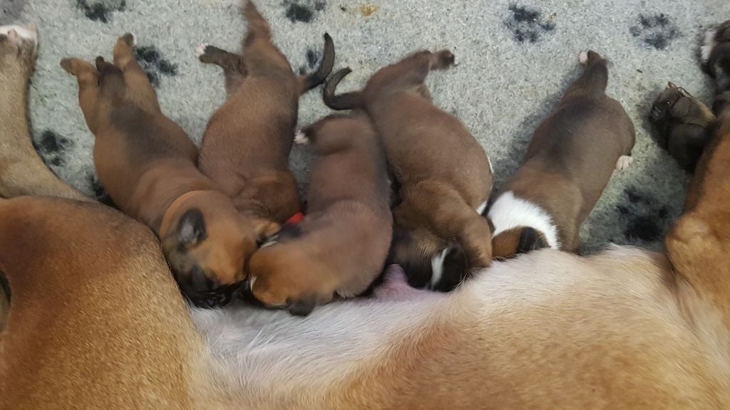 Chiot Boxer du Domaine du Sejour de Dolly