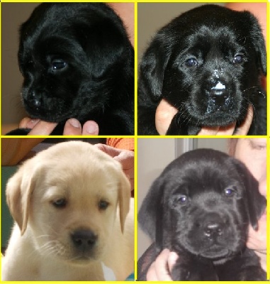 Sweet Braveheart Mélody - Chiots disponibles