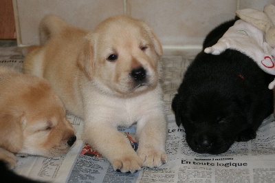 Sweet Braveheart Mélody - Chiots de 4 semaines