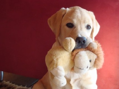 Sweet Braveheart Mélody - Gandalf the white et son doudou