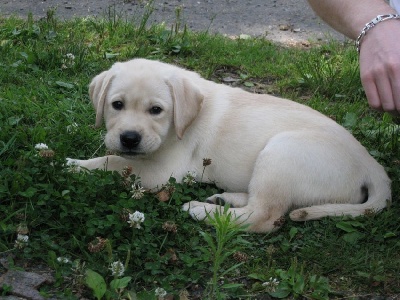 Sweet Braveheart Mélody - photo d'HEROES dans sa nouvelle famille