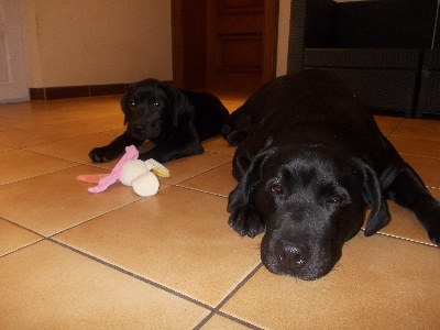 Sweet Braveheart Mélody - Plus de chiots disponibles