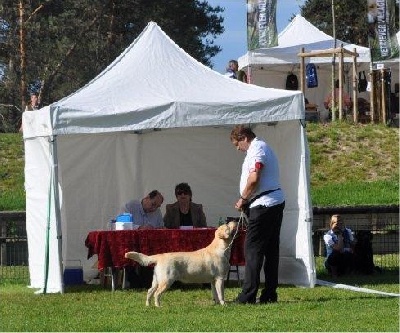 Sweet Braveheart Mélody - Nationale retriever a Fontainebleau