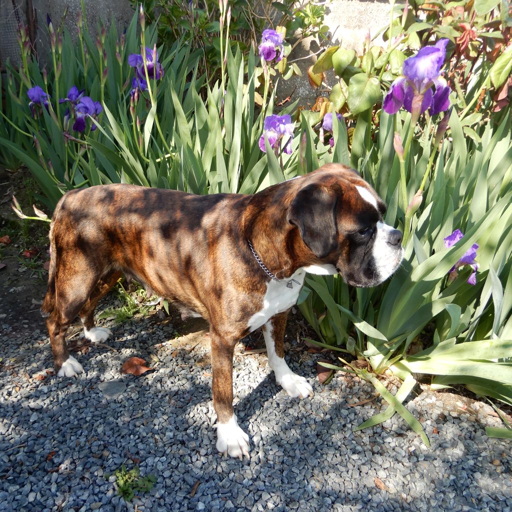 Actualité - Elevage de l'ecluse De Penthièvre - eleveur de chiens Boxer