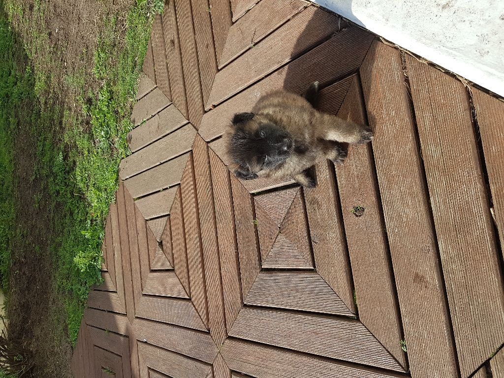 Des Gardiens Du Paradis Celte - chiots