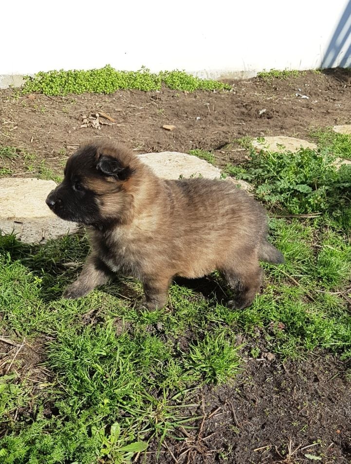 Chiot Berger Belge Des Gardiens Du Paradis Celte