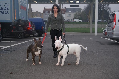 of Shorty Memory - eurodogshow 2010 