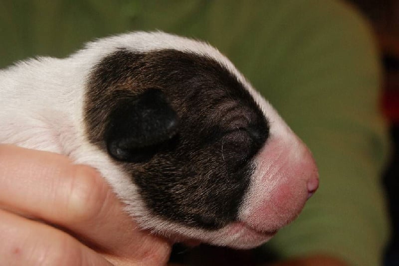 of Shorty Memory - Bull Terrier - Portée née le 05/05/2014