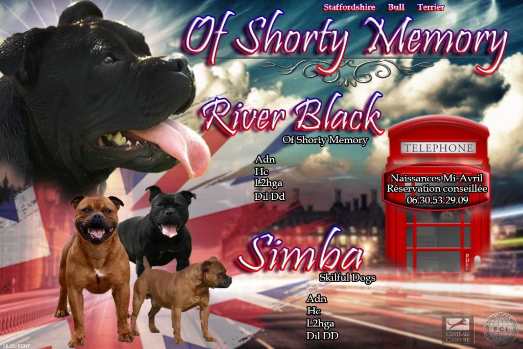 of Shorty Memory - Staffordshire Bull Terrier - Portée née le 06/04/2022