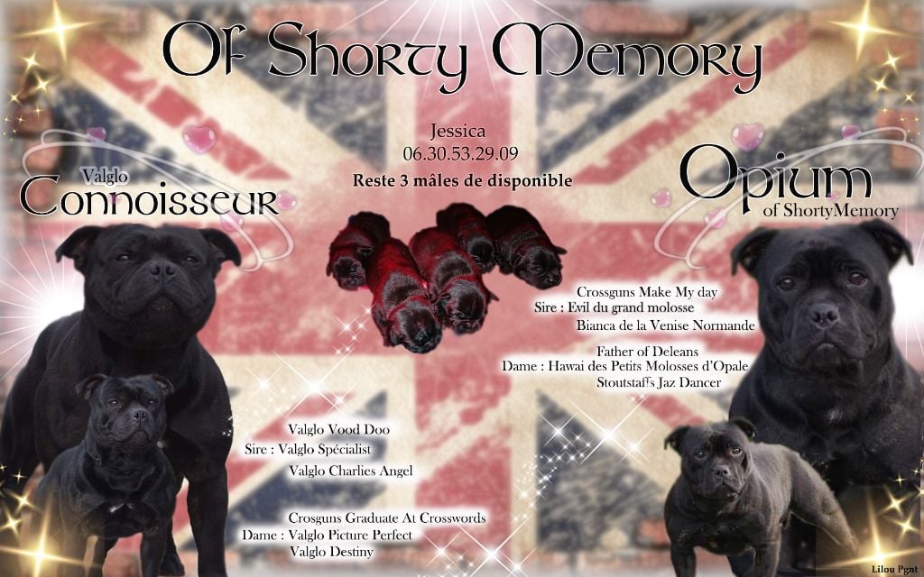 Chiot Staffordshire Bull Terrier of Shorty Memory