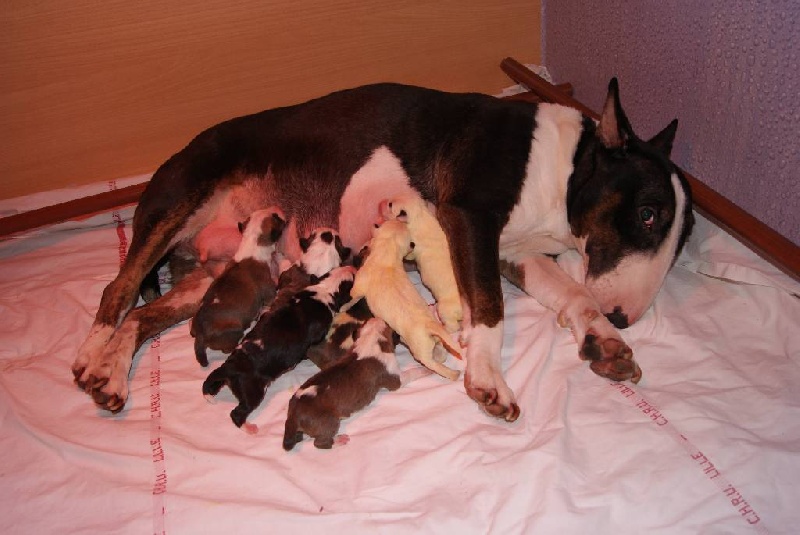 Chiot Bull Terrier of Shorty Memory