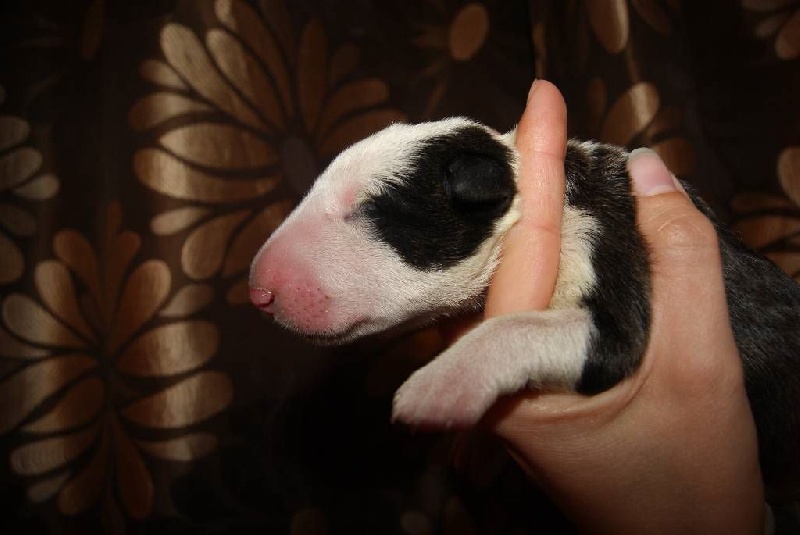 of Shorty Memory - Bull Terrier - Portée née le 27/04/2014