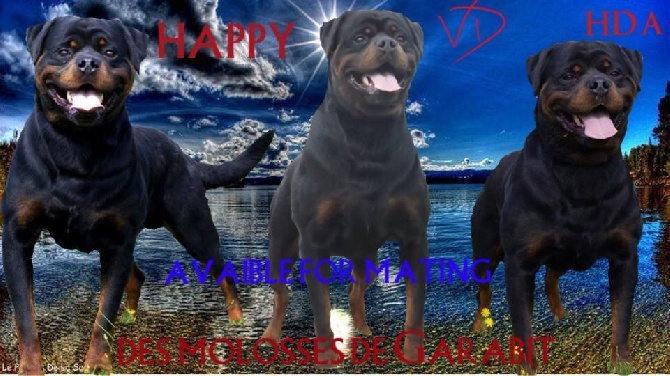 Des molosses de Garabit - happy vd avaible for maitting:disponible pour saillie 