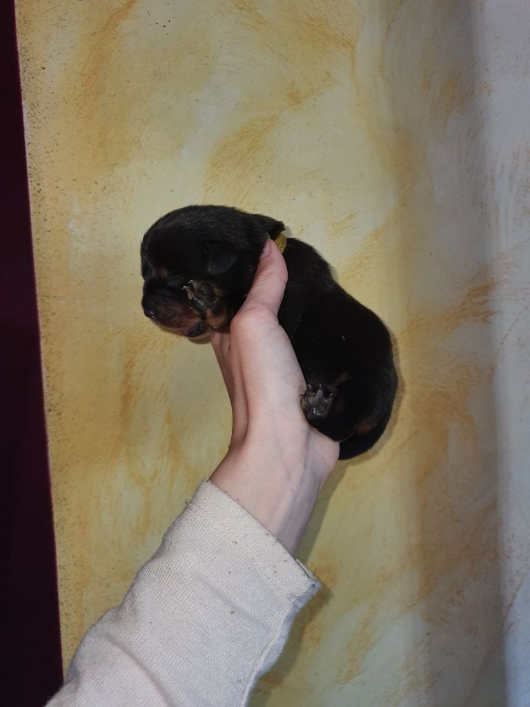 Des molosses de Garabit - Chiots disponibles - Rottweiler