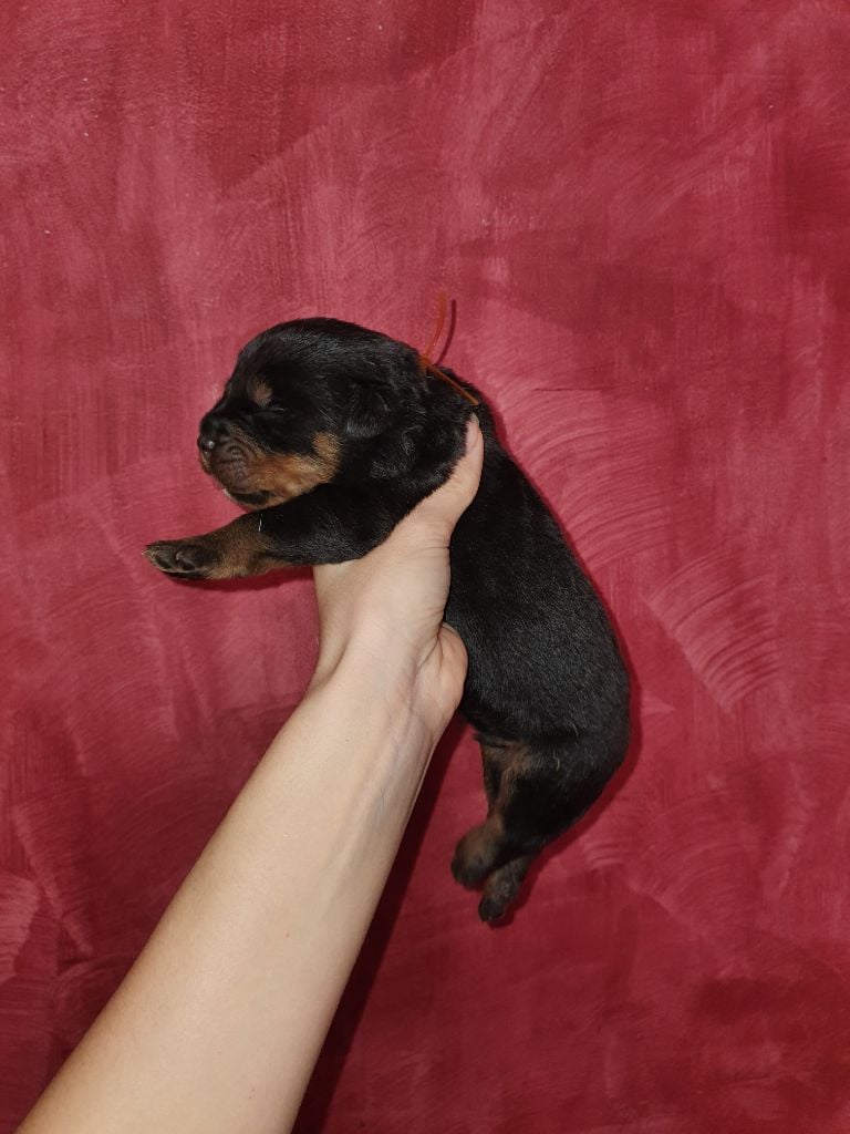 Des molosses de Garabit - Chiots disponibles - Rottweiler