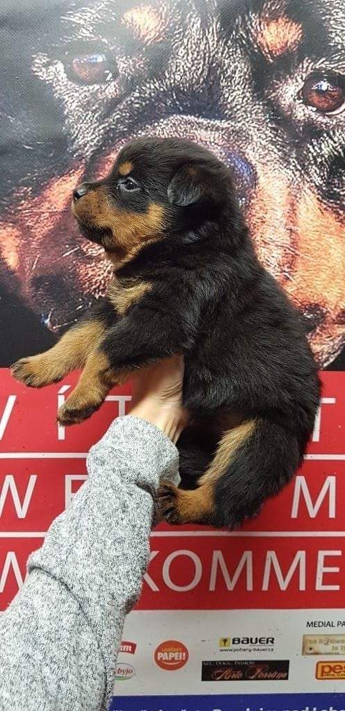 Des molosses de Garabit - Chiots disponibles - Rottweiler