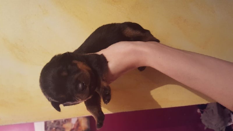 Des molosses de Garabit - Chiots disponibles - Rottweiler