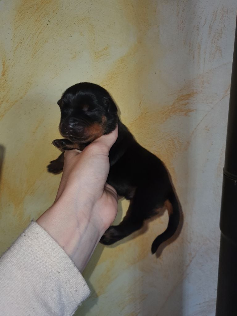 Des molosses de Garabit - Chiots disponibles - Rottweiler