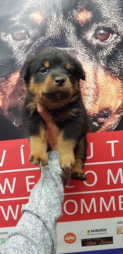 Des molosses de Garabit - Chiots disponibles - Rottweiler