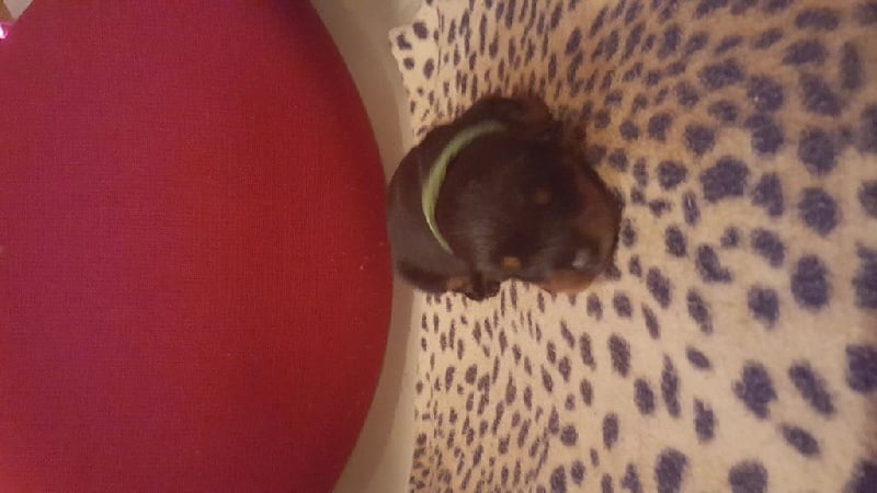 Des molosses de Garabit - Chiots disponibles - Rottweiler