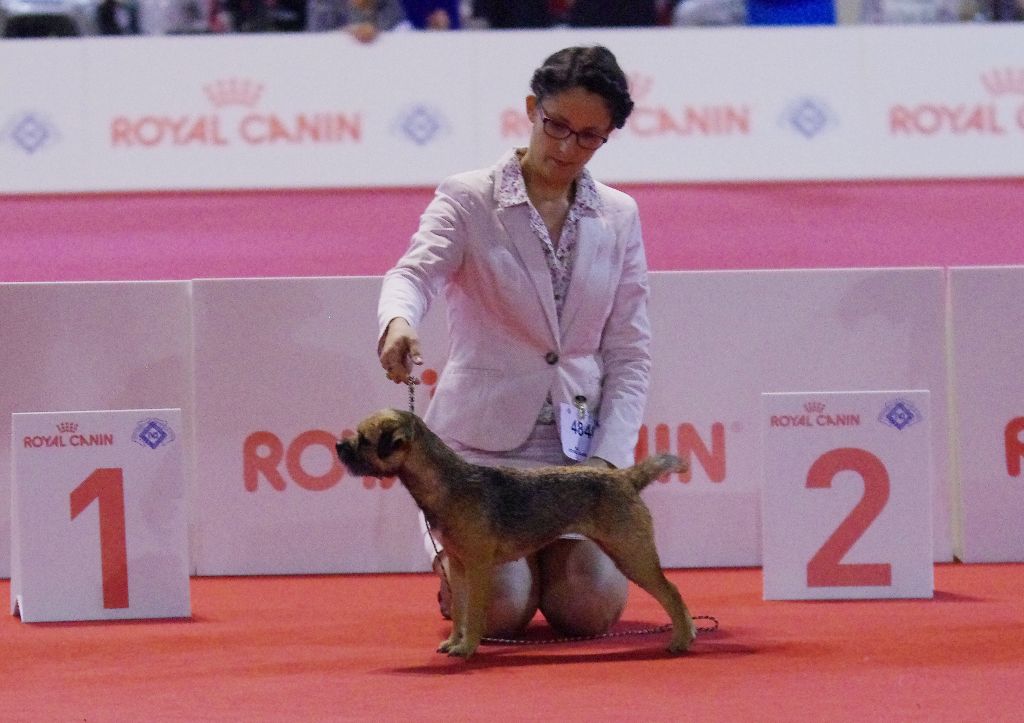 Aiga Viva - World Dog Show 2015