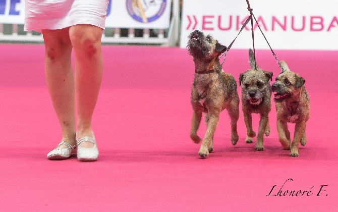 Aiga Viva - dernières photos sur un ring pour Fé Libre